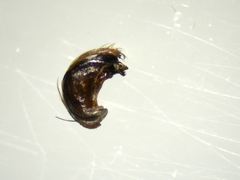 Hyptiotes flavidus