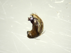 Hyptiotes flavidus