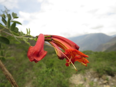 Tecoma rosifolia