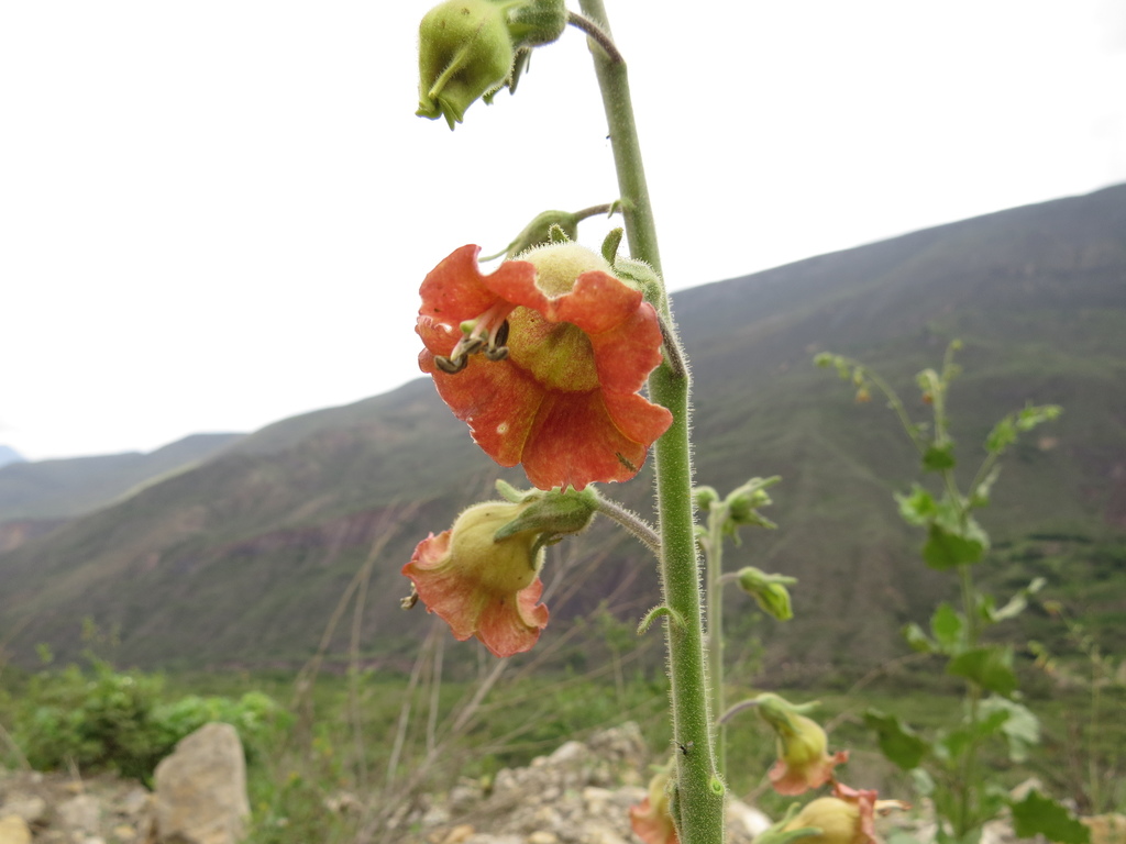 Tobacco (Nicotiana glutinosa)