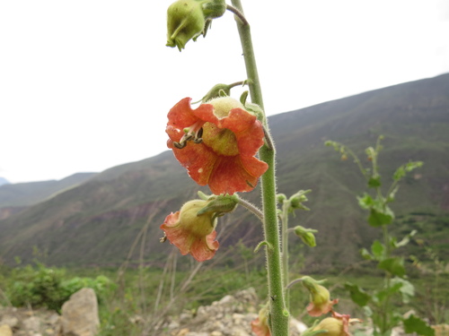 Tobacco (Nicotiana glutinosa)