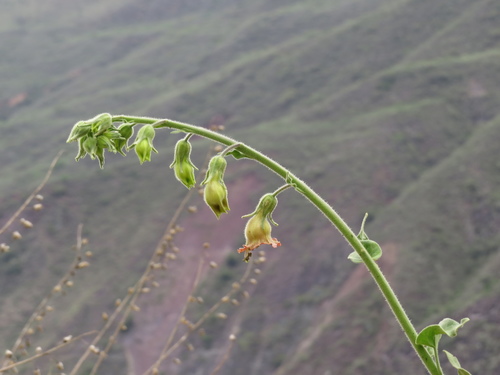 Tobacco (Nicotiana glutinosa)