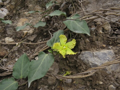 Prestonia mollis