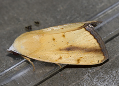 Xanthodes intersepta