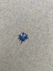 Glaucus atlanticus