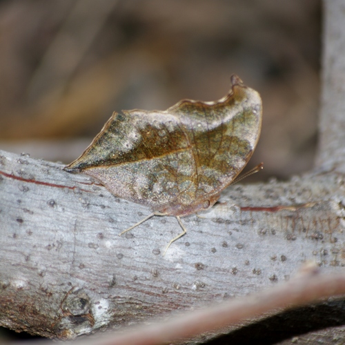 Island Brown Pansy
