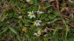 Lobelia oligophylla