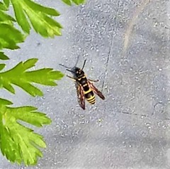 Ancistrocerus longispinosus