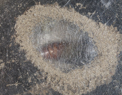 Xanthodes intersepta