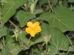 Mentzelia scabra chilensis