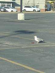 Larus