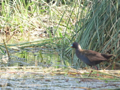 Pardirallus sanguinolentus