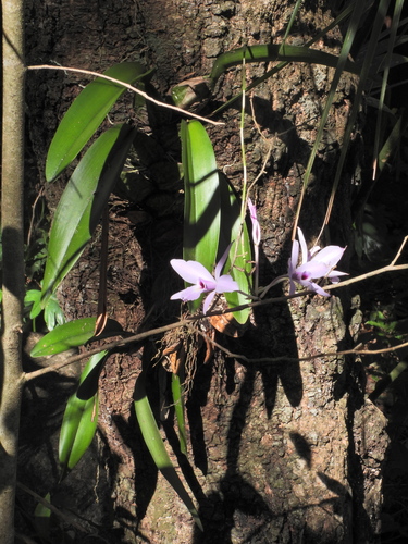 Image of Laelia rubescens by (c) fede2cr, some rights reserved (CC BY)