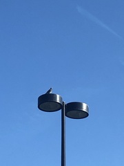 Columba livia domestica