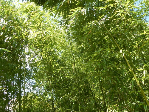 Phyllostachys aurea