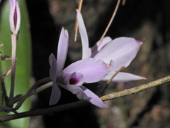 Laelia