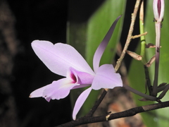 Laelia