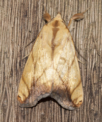 Xanthodes transversa