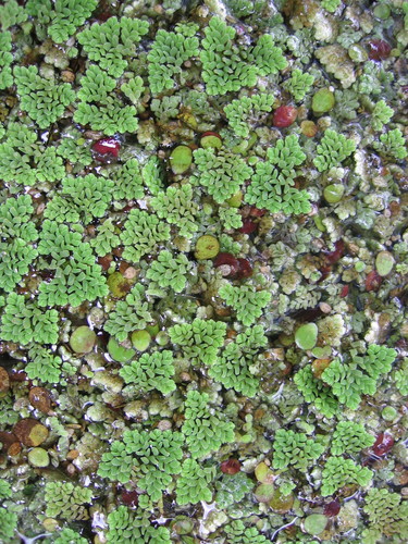 Azolla caroliniana iNat (1)