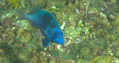Hypoplectrus indigo
