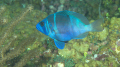 Hypoplectrus indigo