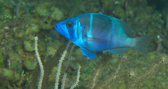 Hypoplectrus indigo