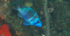 Hypoplectrus indigo