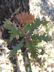 Quercus
