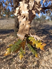 Quercus