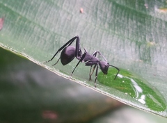 Polyrhachis abdominalis