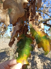 Quercus