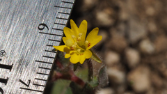 Camissoniopsis hirtella