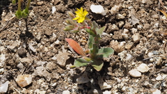 Camissoniopsis hirtella