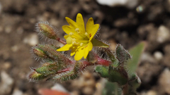 Camissoniopsis hirtella