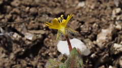 Camissoniopsis hirtella