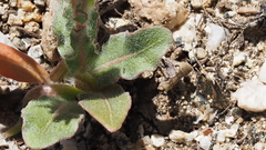 Camissoniopsis hirtella