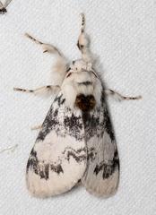 Iropoca rotundata