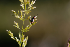 Axinotarsus pulicarius