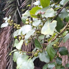 Rhoicissus rhomboidea