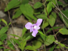 Ennealophus foliosus