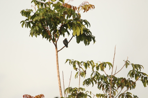 iNaturalist image