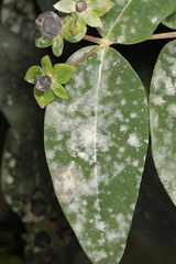 Erysiphe hyperici