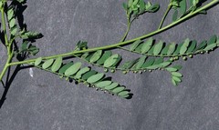 Phyllanthus parvulus
