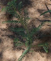Phyllanthus parvulus