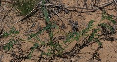 Phyllanthus parvulus
