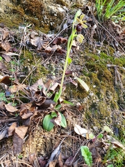 Ophrys sphegodes massiliensis