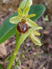 Ophrys sphegodes massiliensis
