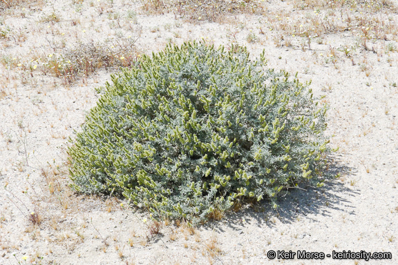 Ambrosia dumosa