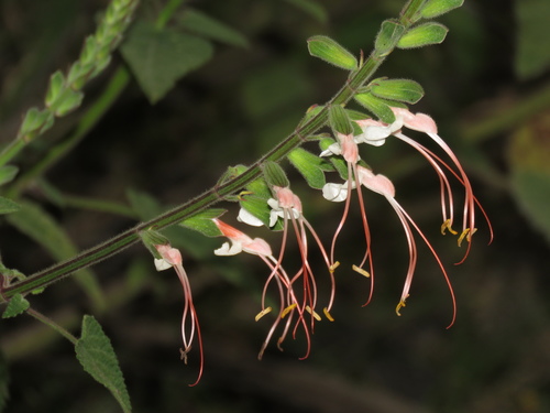 Salvia psilostachya