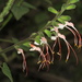 Salvia psilostachya - Photo (c) Manuel Roncal, algunos derechos reservados (CC BY-NC), subido por Manuel Roncal